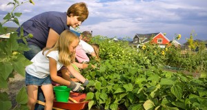Be careful planting near or over your drainfield