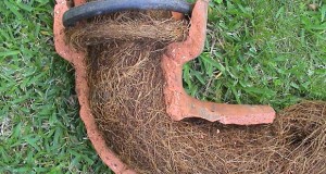 Roots in septic line