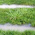Water sitting over lateral lines of drainfield